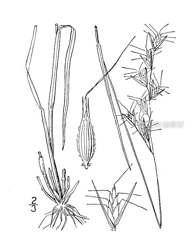 古植物学植物插图:Danthonia glabra，光滑的野生燕麦草